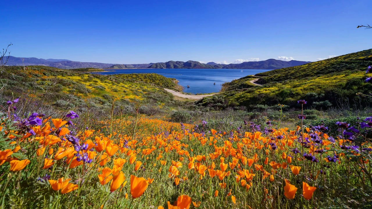 Best Places to See Wildflowers in LA This Spring