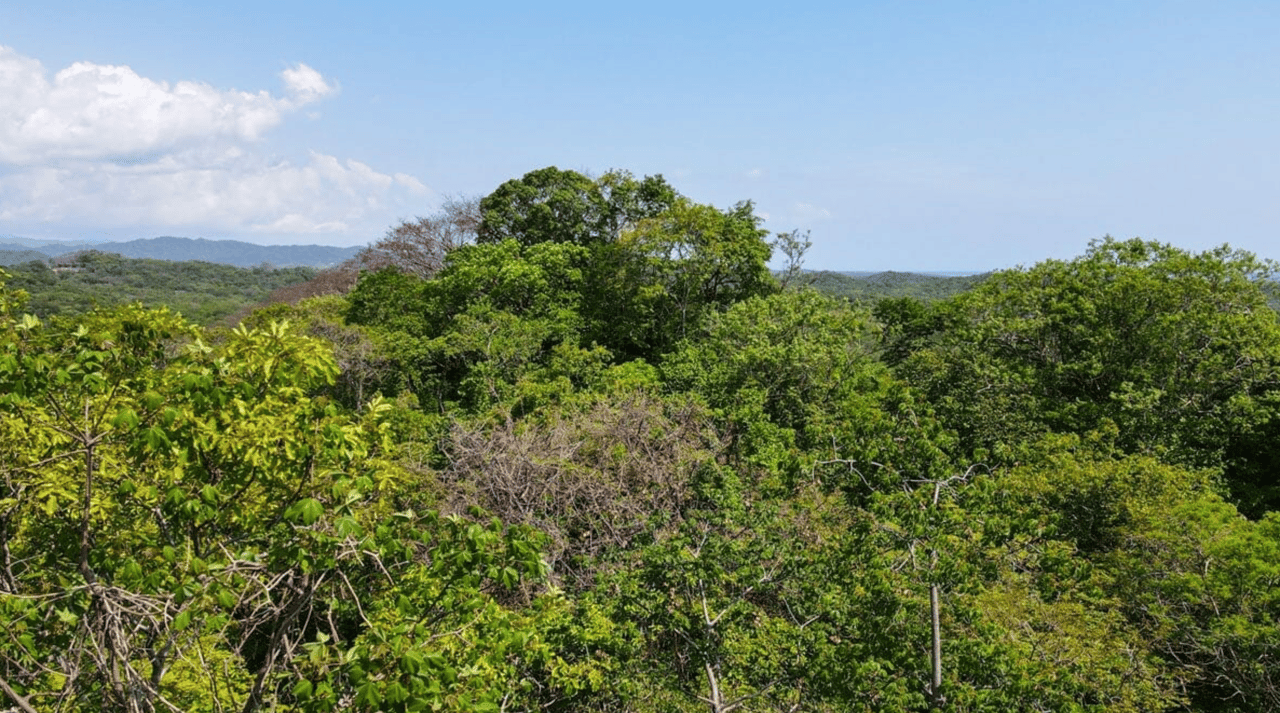Casa Tree Top Retreat- Senderos - Tamarindo