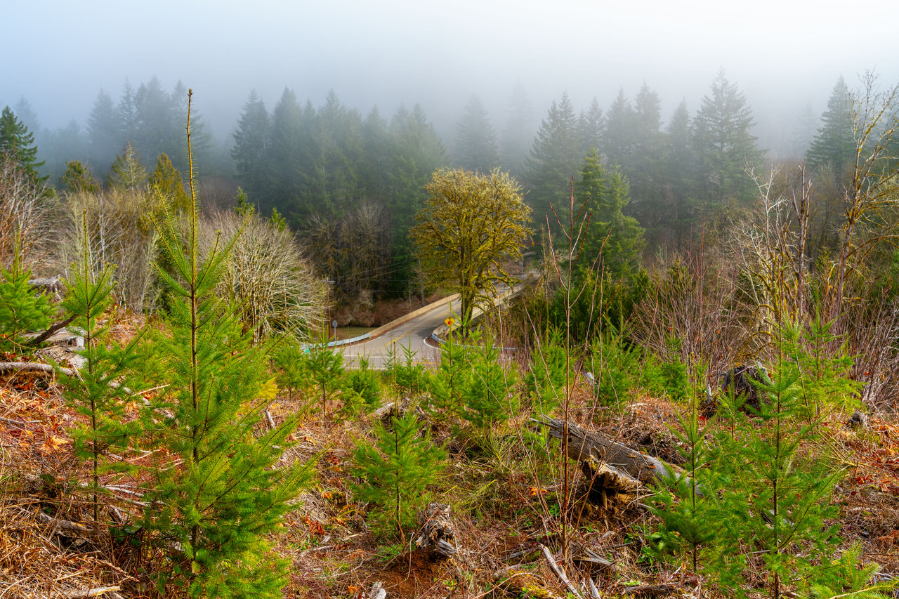 Waite Creek Woodlands