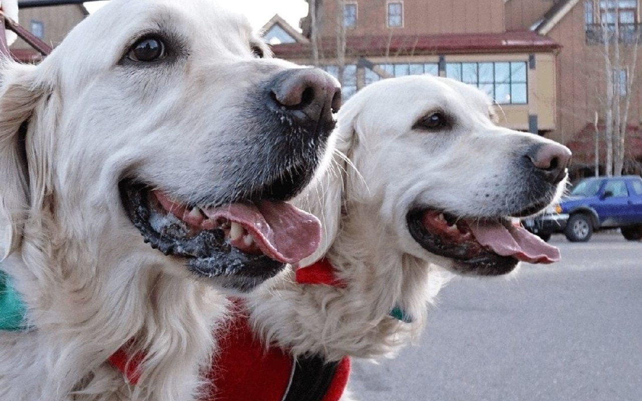 The Breckenridge Dog Parade December 8