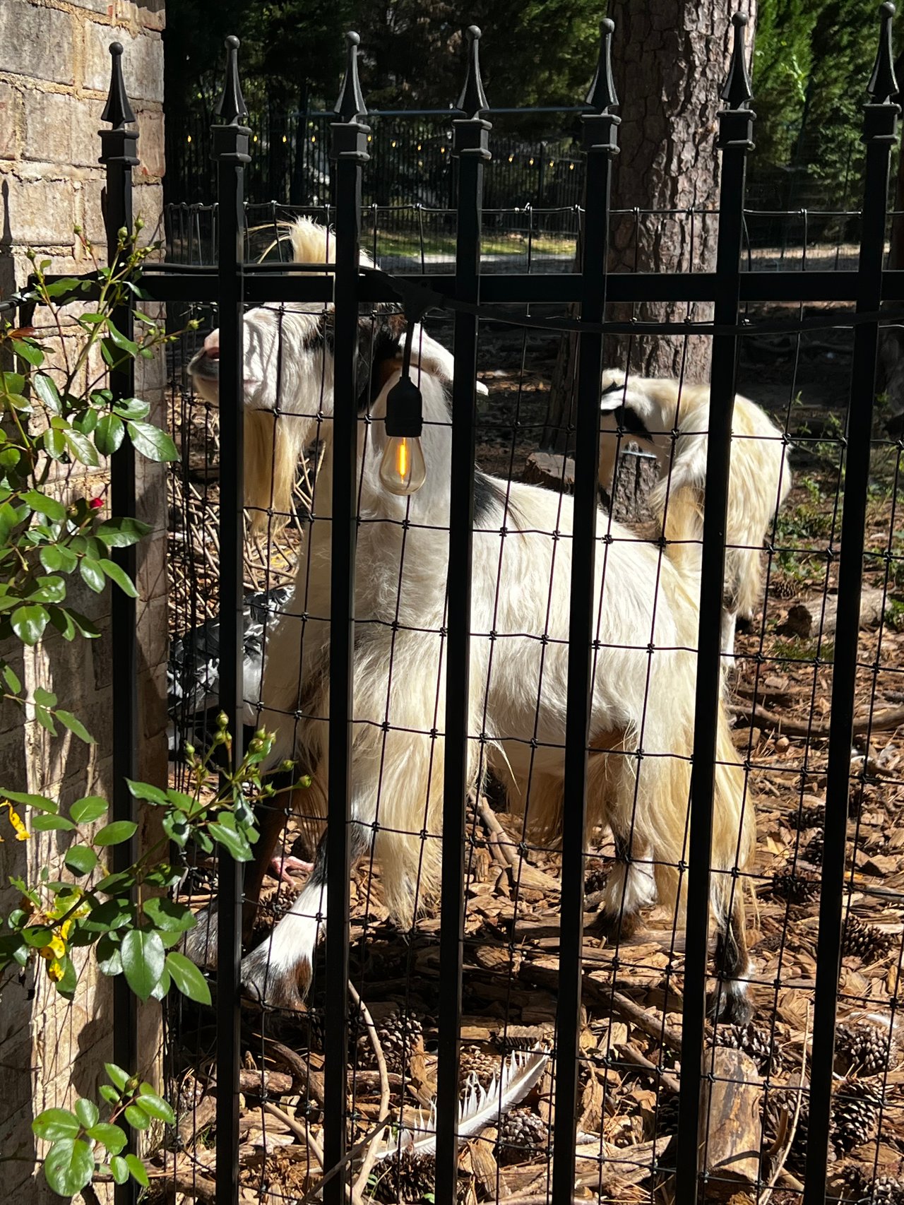 Buckhead Goats: A Unique Charm in the Heart of Atlanta
