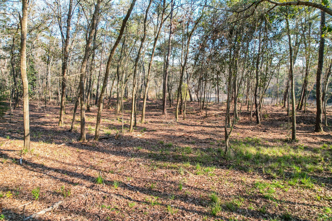 A serene woodland scene with tall, slender trees spaced apart, sunlight casting long shadows on leaf-strewn ground, and hints of green grass, conveying tranquility.