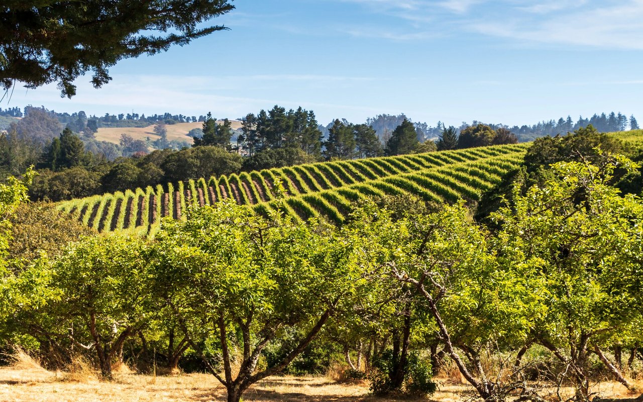 Santa Rosa