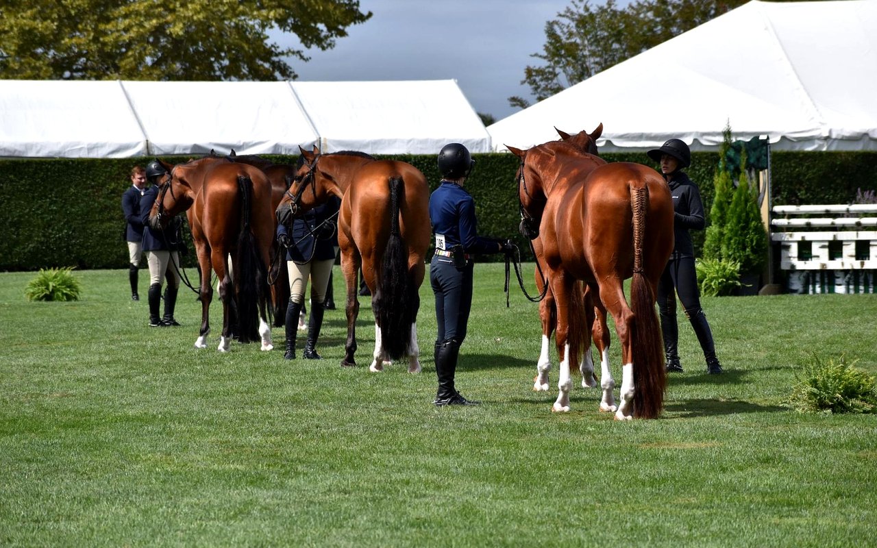 The Hamptons Horse Scene: A Complete Guide to Hunters, Jumpers, Ponies, and Polo on the East End