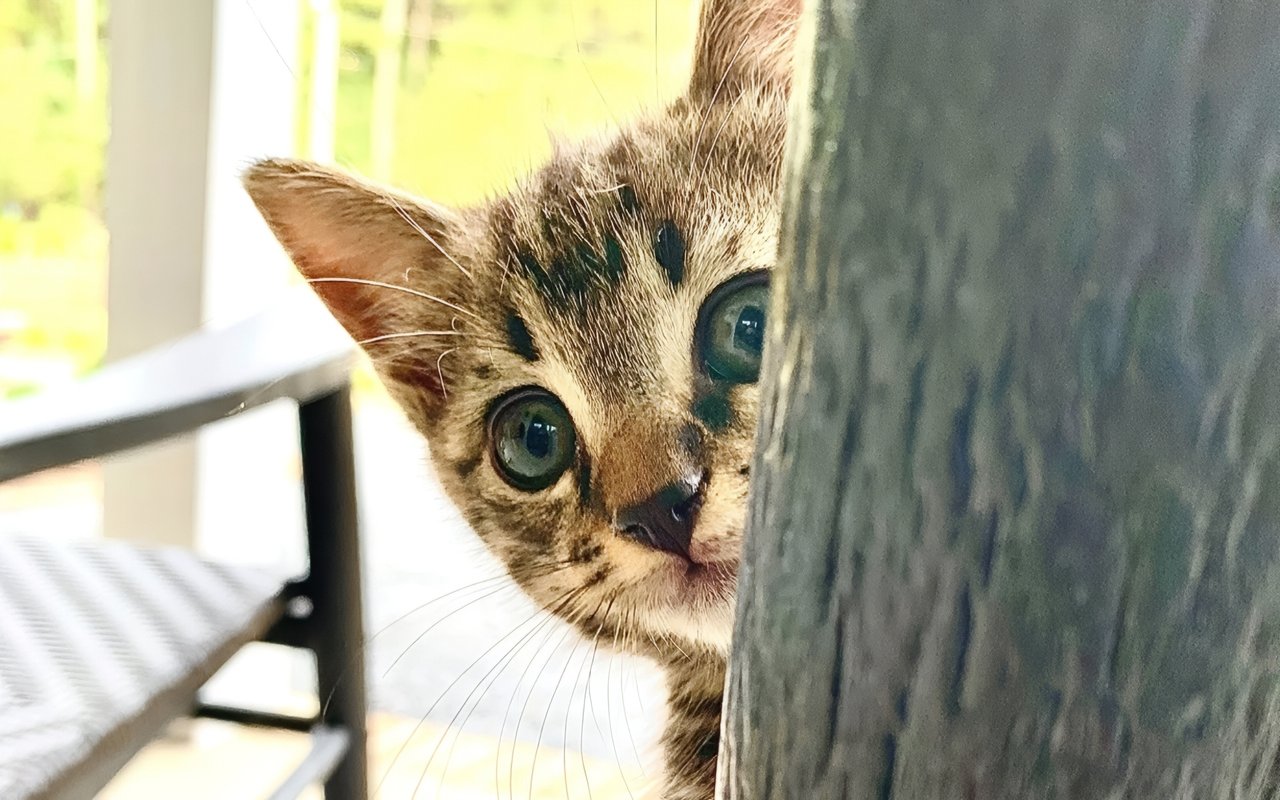 Falling in Love with an Indoor Cat, An Unlikely Love Story