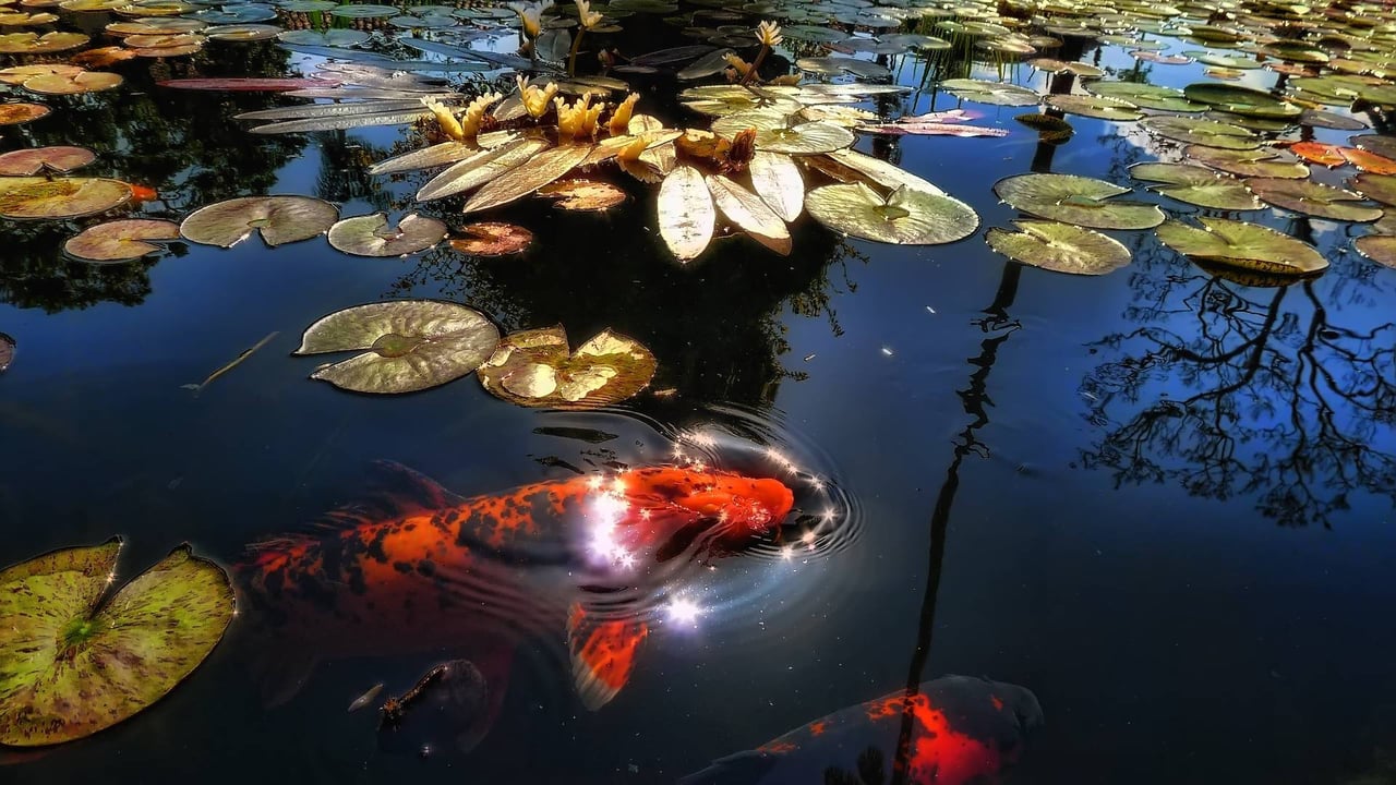 Tranquility at Home: The Allure of Koi Ponds in Real Estate