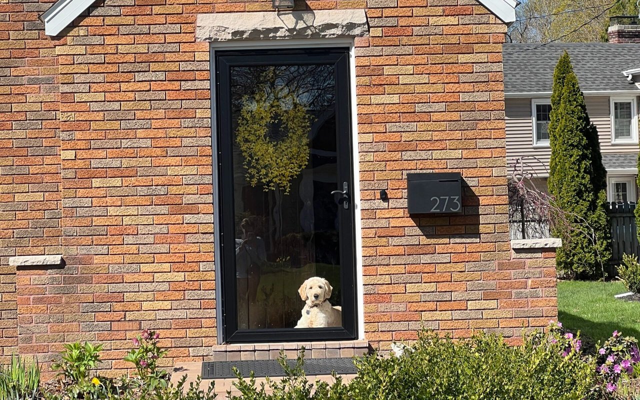 A brown dog sits behind a clear window on a red brick porch, in front of a brick house surrounded by trees and bushes.