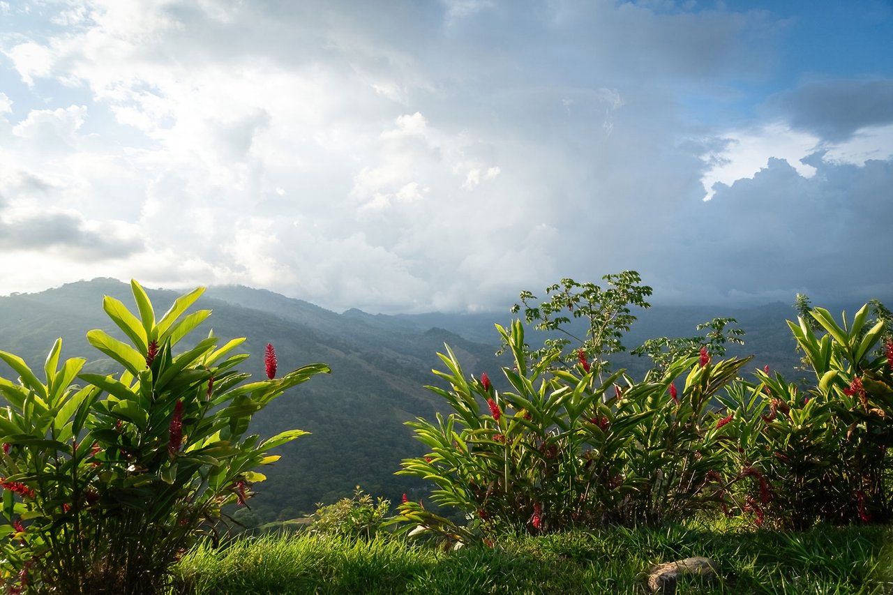 60 Hectares in Platanillo 