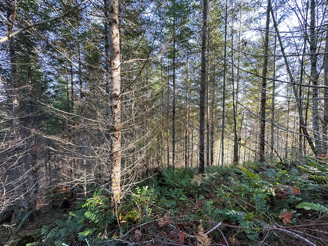 Rust Road Forest