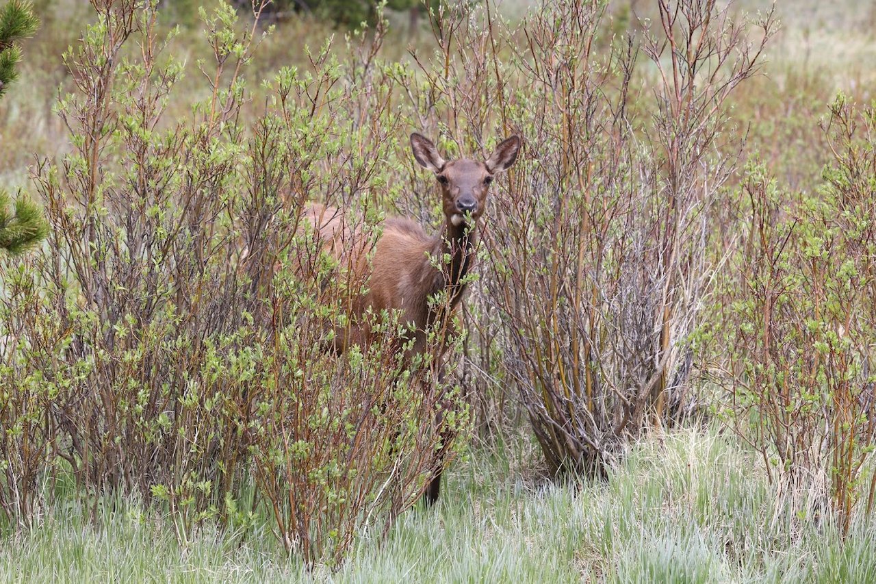 Where the Road Meets the Sky: Driving Trail Ridge Road