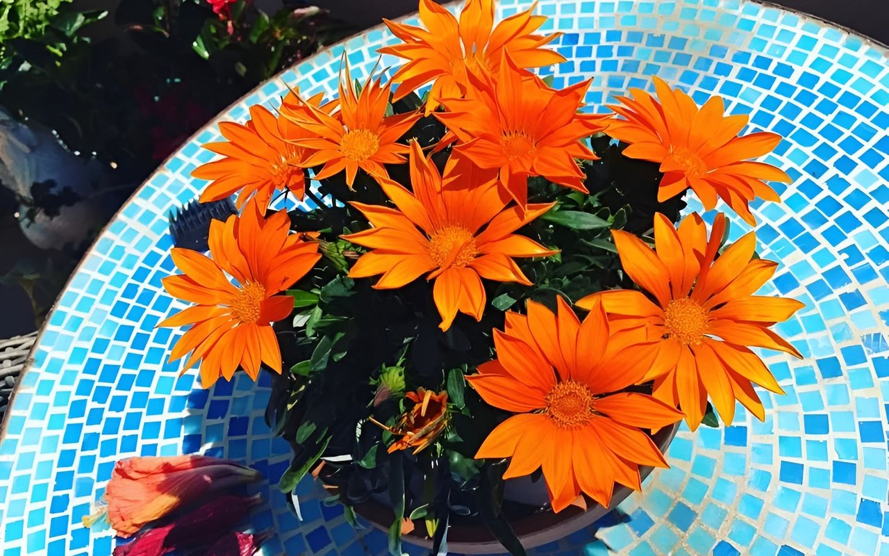 Orange flowers with dark green leaves in a pot on a blue-and-white mosaic table.