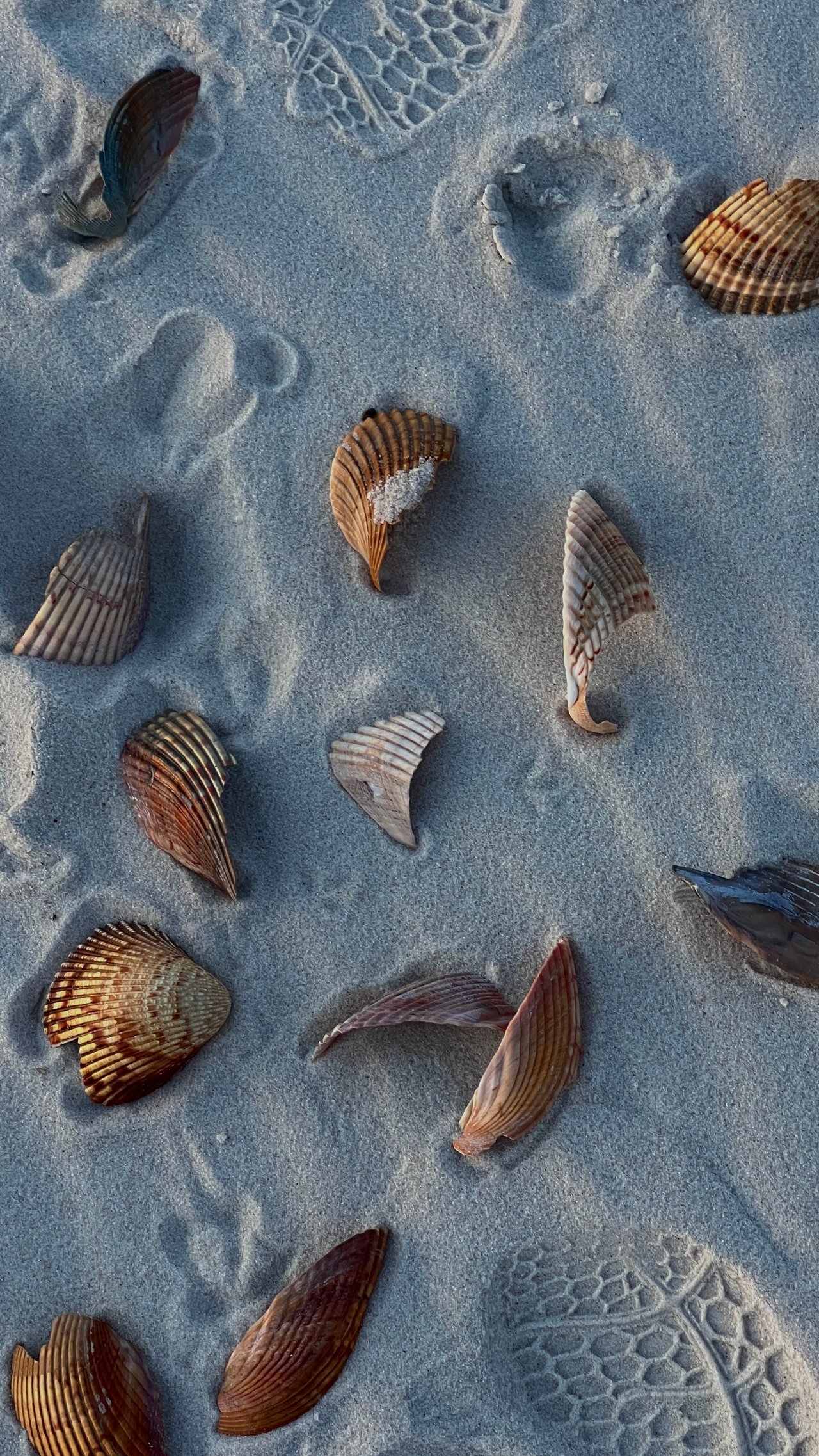 Ribbed seashells scattered across sand marked with shoe prints.