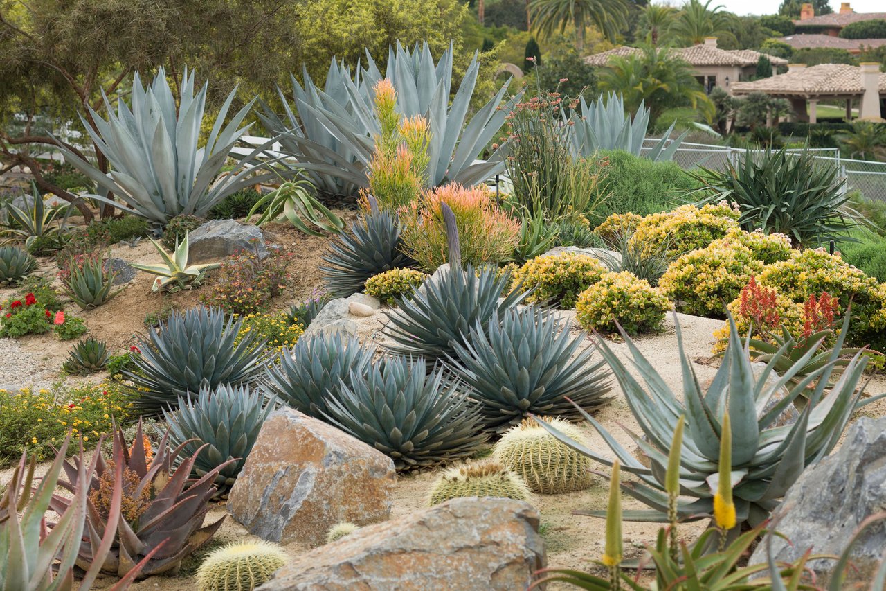 High Impact, Low Water: Drought Landscaping