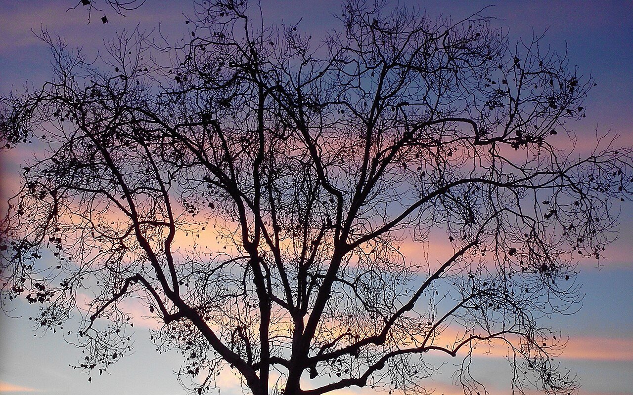 Tree silhouette against a Lakewood evening sky