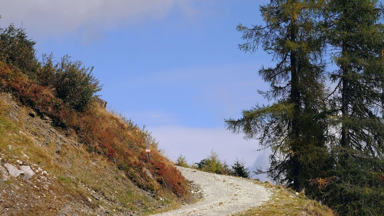 Gravel trail curving through an autumn hillside, framed by evergreen trees.