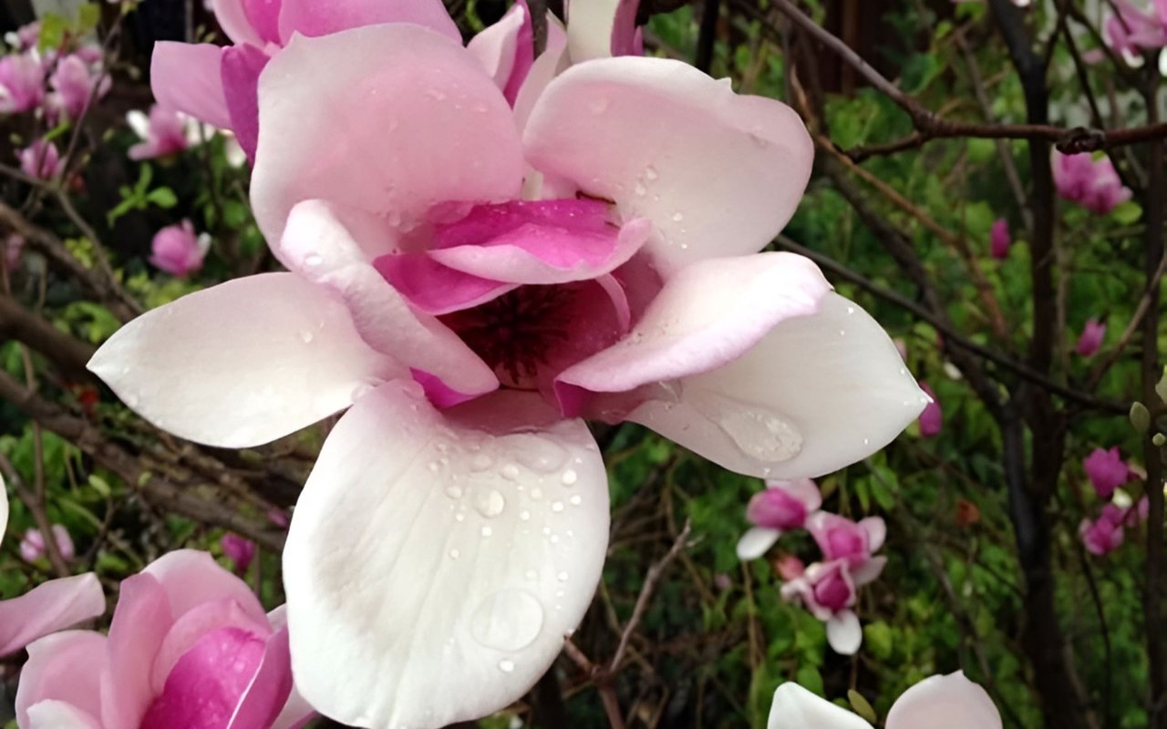 Pink-and-white magnolia blossom dotted with water droplets.