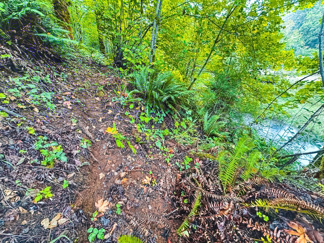 Little Forest