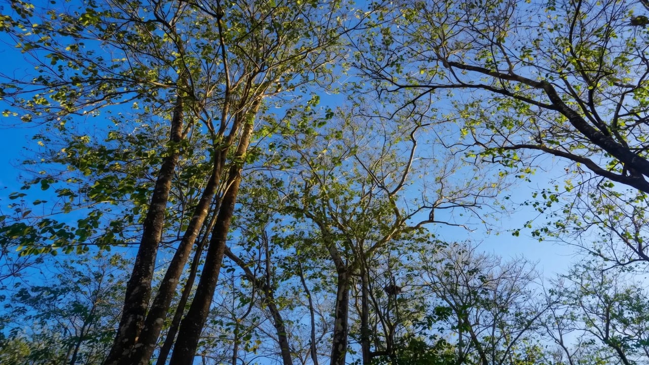 Las Melinas Sanctuary