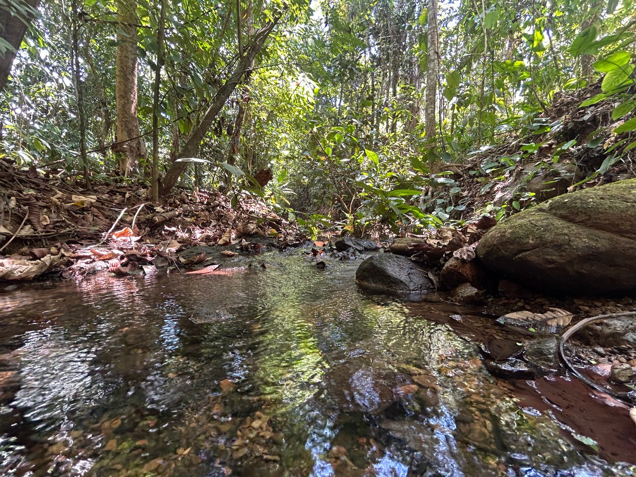 Prime 1.24-Acre Land in Matapalo / San Andrés – Ready to Build