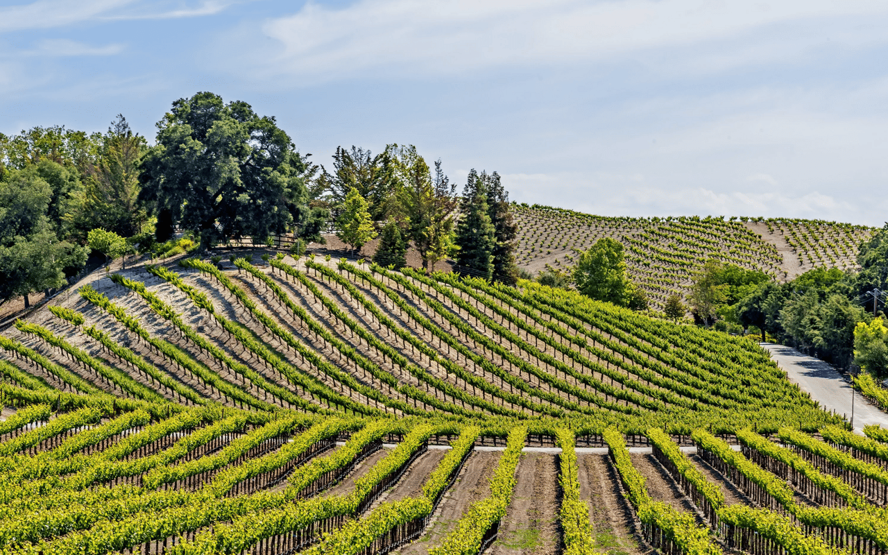 Vineyards at Marsh Creek