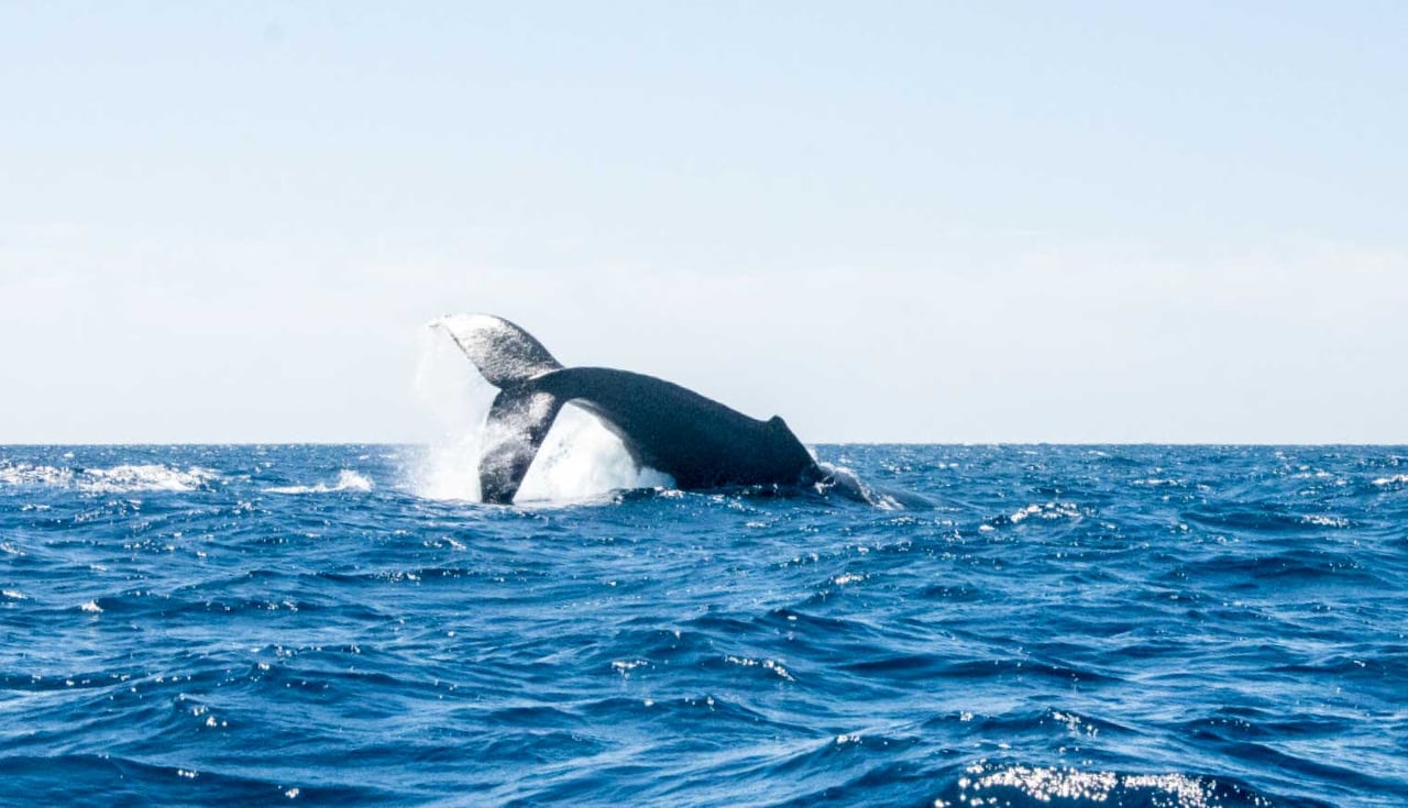 Whale watching in Los Cabos from home