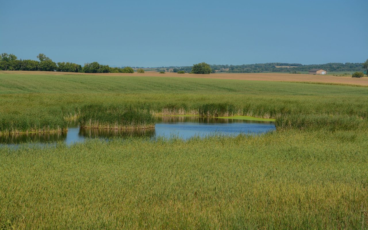 Frazee