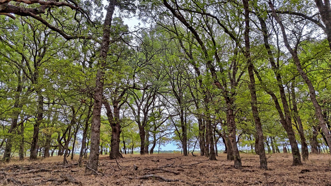 Cross Creek Ranch 