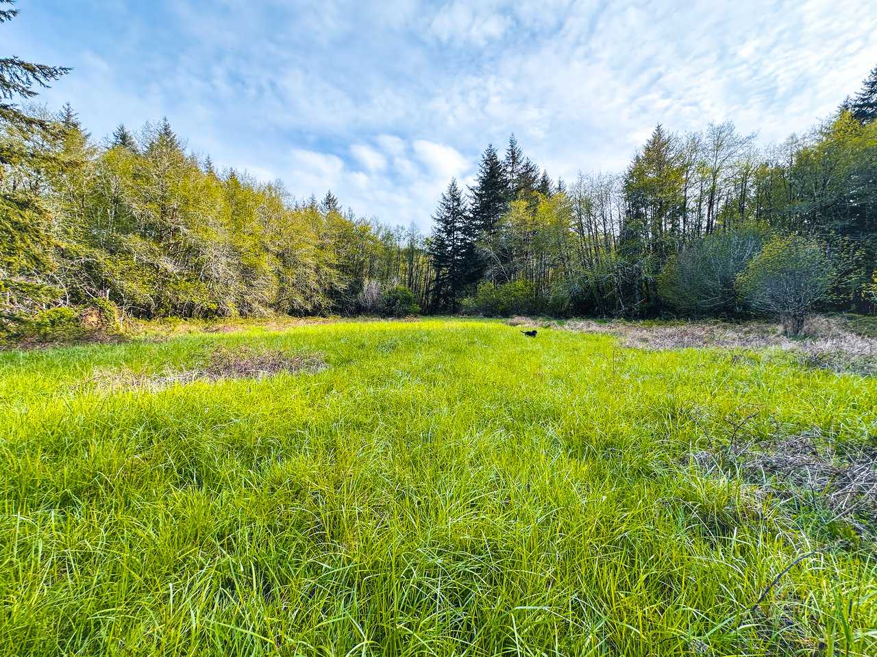 Nelson Mountain Meadows