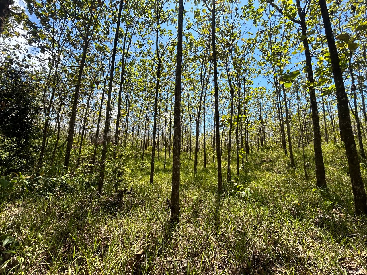 Prime 1.24-Acre Land in Matapalo / San Andrés – Ready to Build