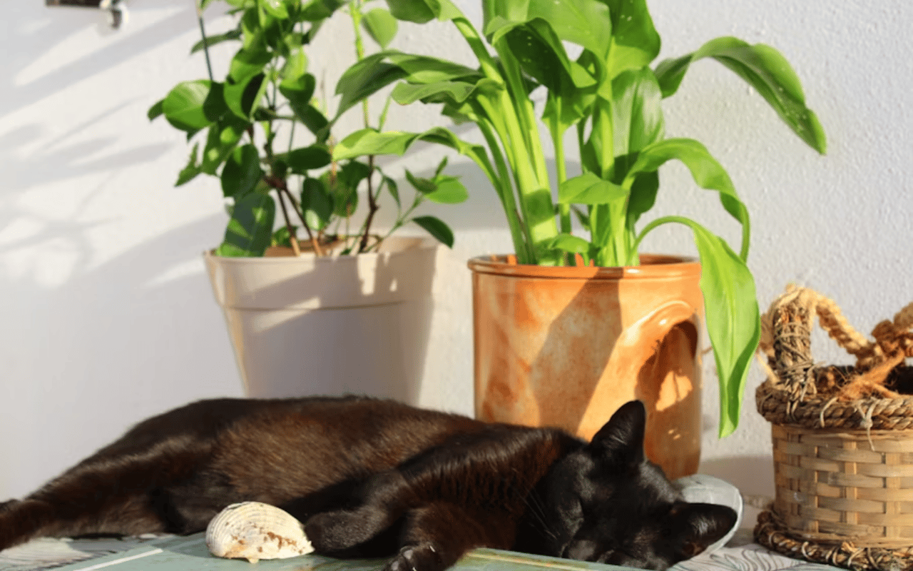 Benefits of Owning a Home with Natural Light