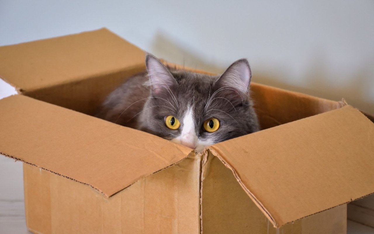 5 Tips for Moving With Your Cat