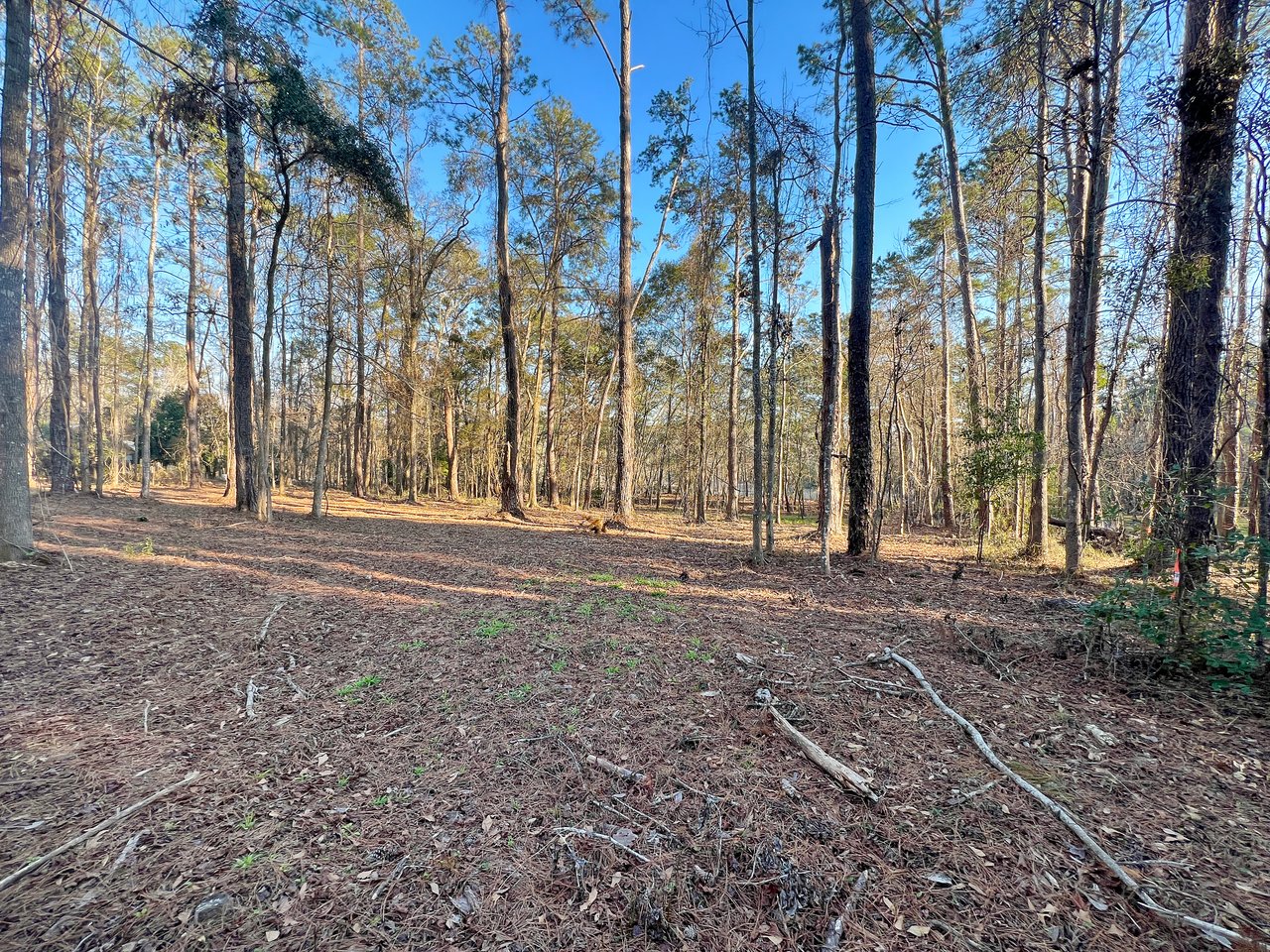 Sunlit forest with tall, slender trees casting long shadows on the ground. Fallen branches and dry leaves cover the forest floor, creating a serene, natural setting.