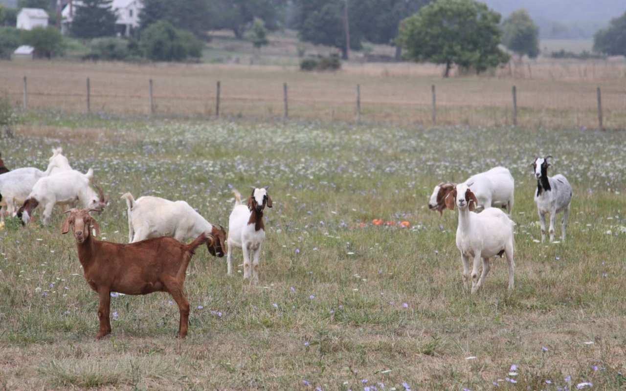 Life in the Country