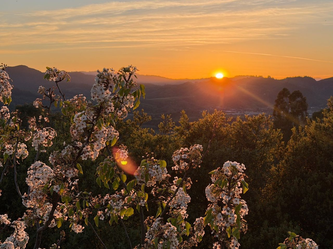 1163 Mountain Pine Rd