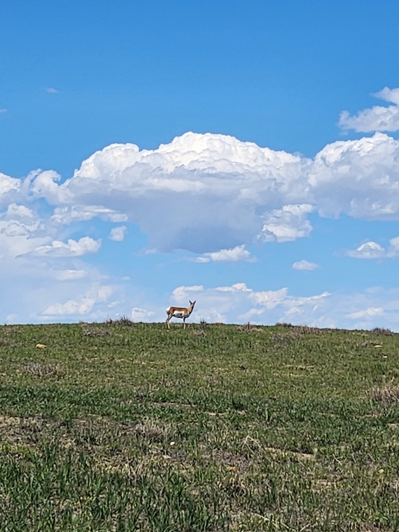 Just Listed: 160 +/- Acres of Gorgeous Colorado Raw Land!