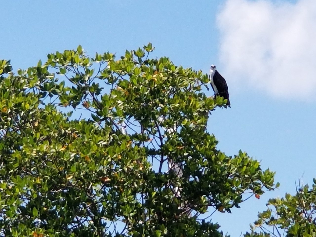 Tavernier/Plantation Key