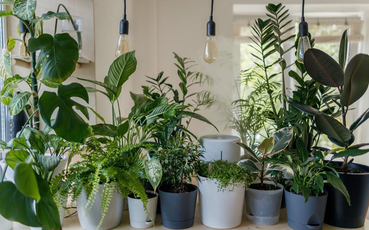 What You Need to Do with Your Houseplants Now Spring Is Here