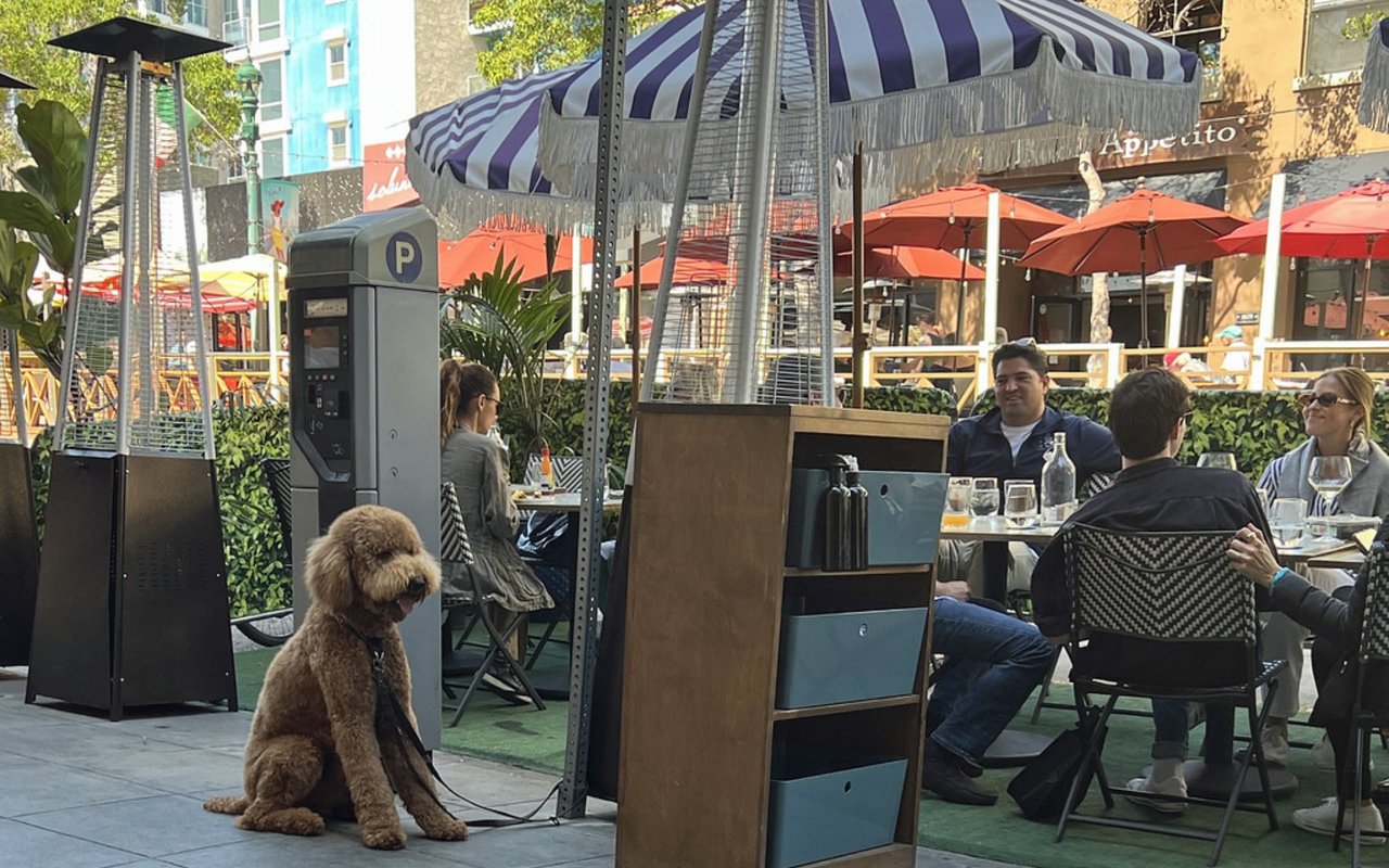Pet-Friendly Restaurants in Portland, Maine