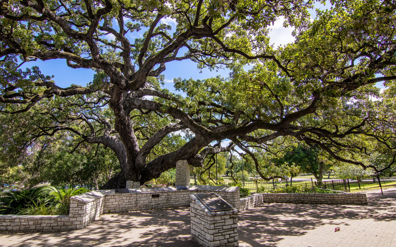 Oak Forest