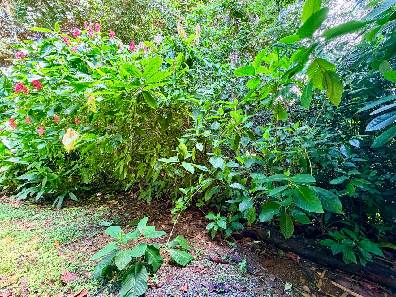 Riverside Cabin in Uvita | 0.98-Acre Estate with Room to Expand
