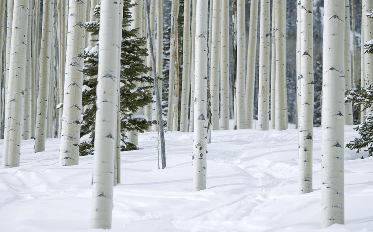 Mountain Guide: Snowmass Mountain