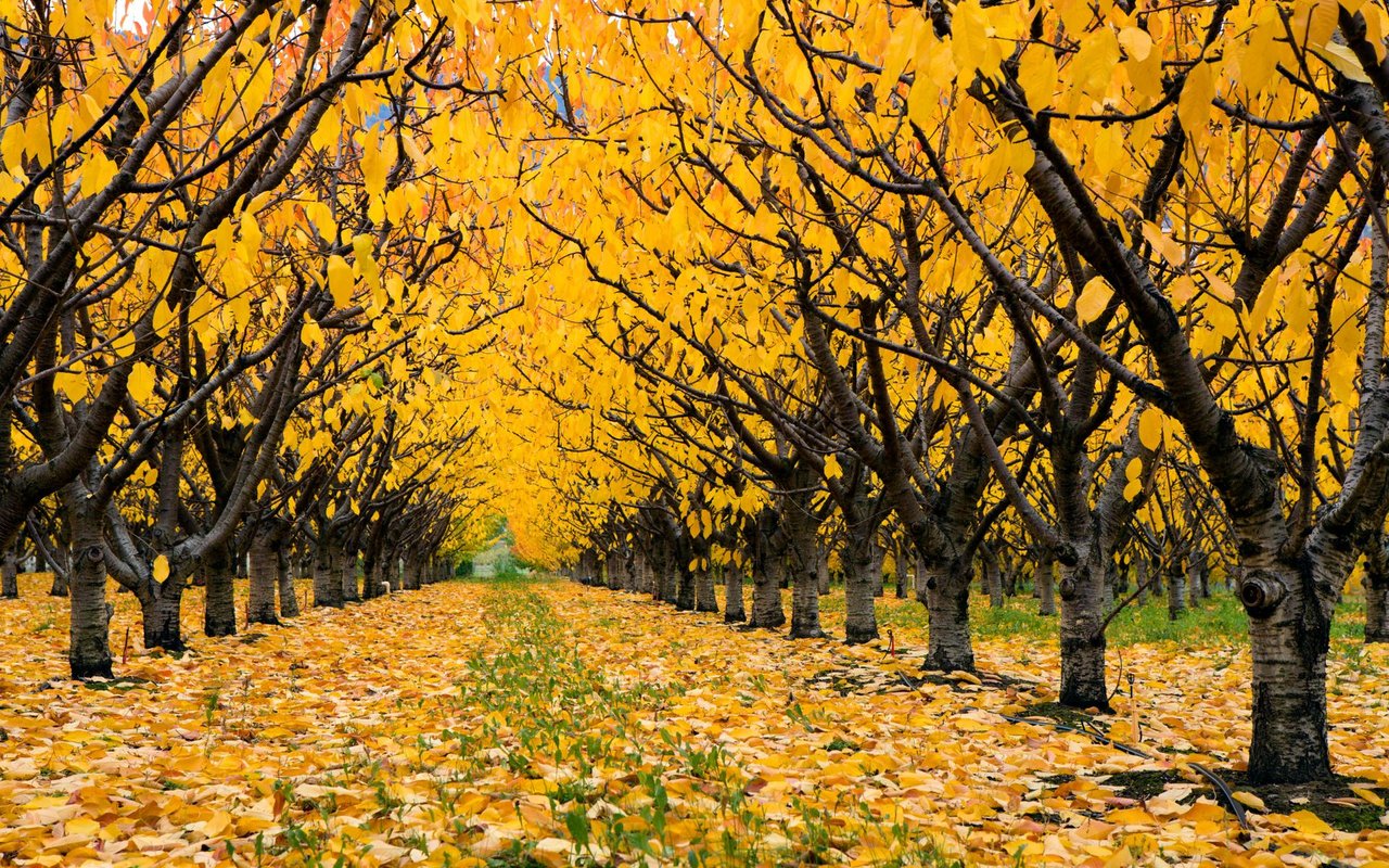 The Kelowna Rennie Review | November 2025