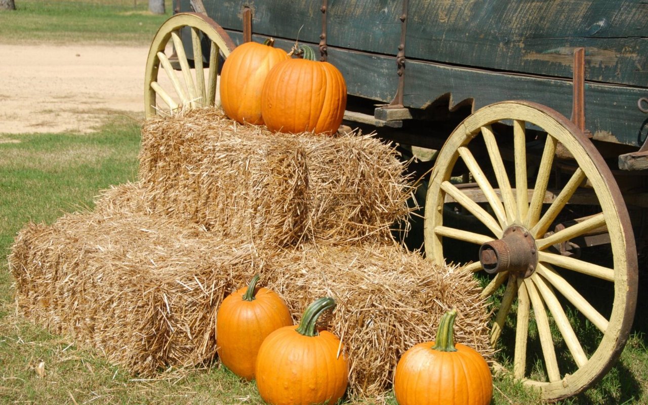 William Means Guide to Fall Events in Charleston