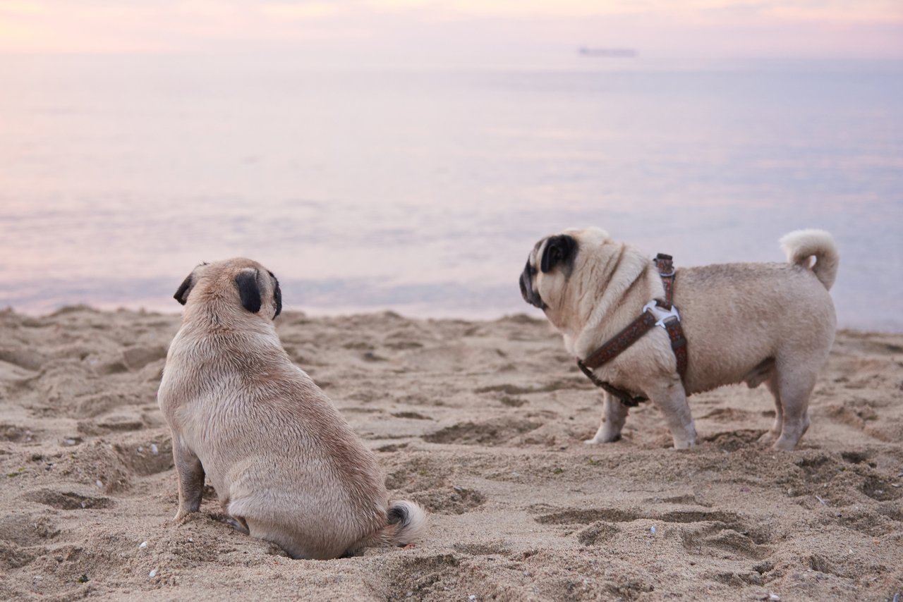 Dog Friendly Town: Carmel-by-the-Sea