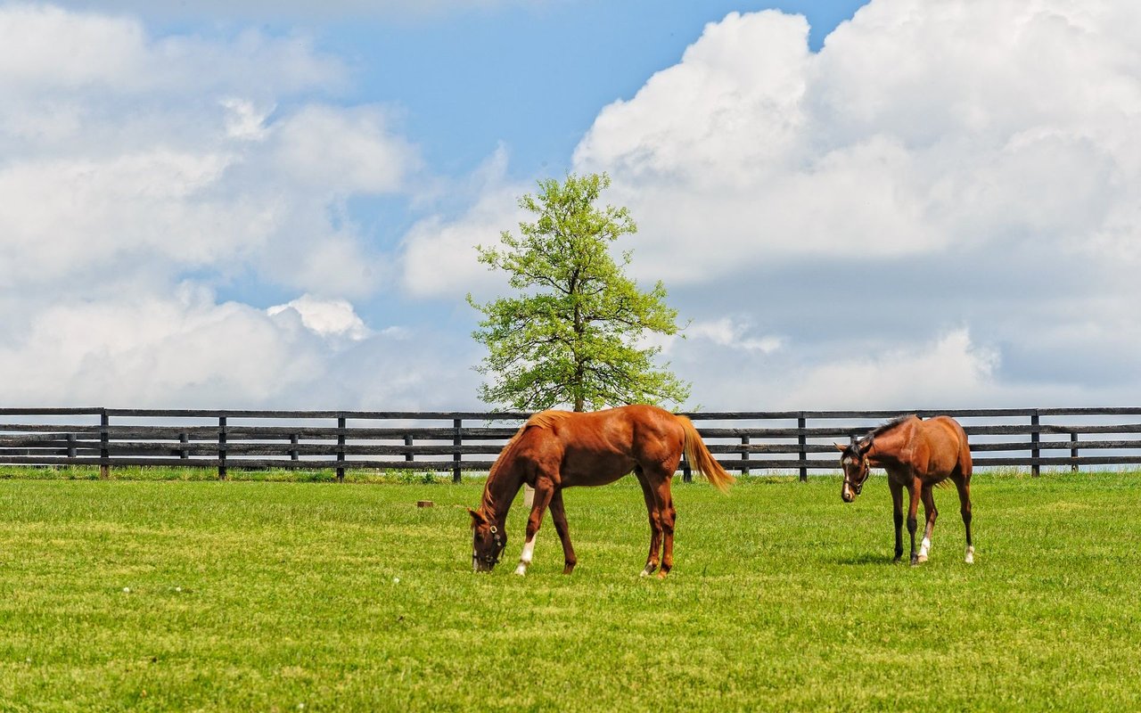 Reynolds Ranch