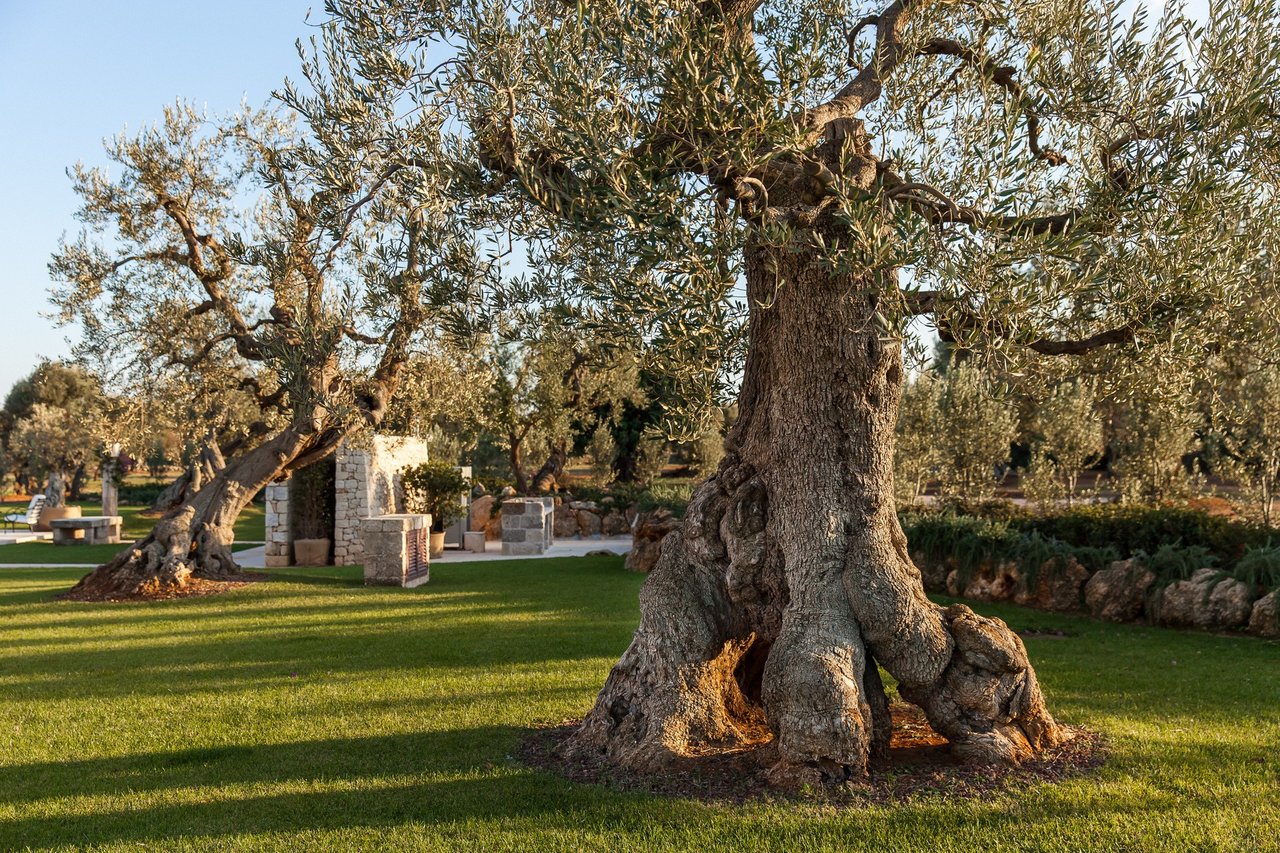 Intimate Villa Surrounded by Olive Trees Near the Town of Fasano
