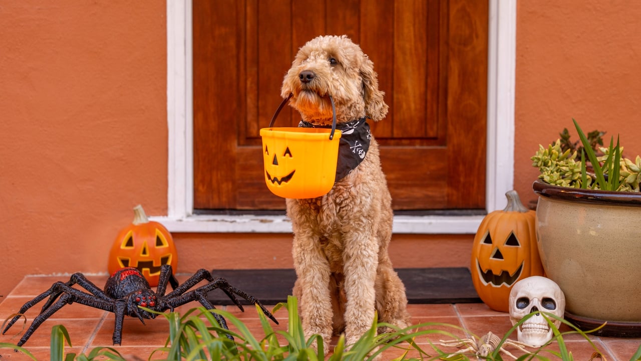 Pet-Friendly Halloween Tips for Homeowners