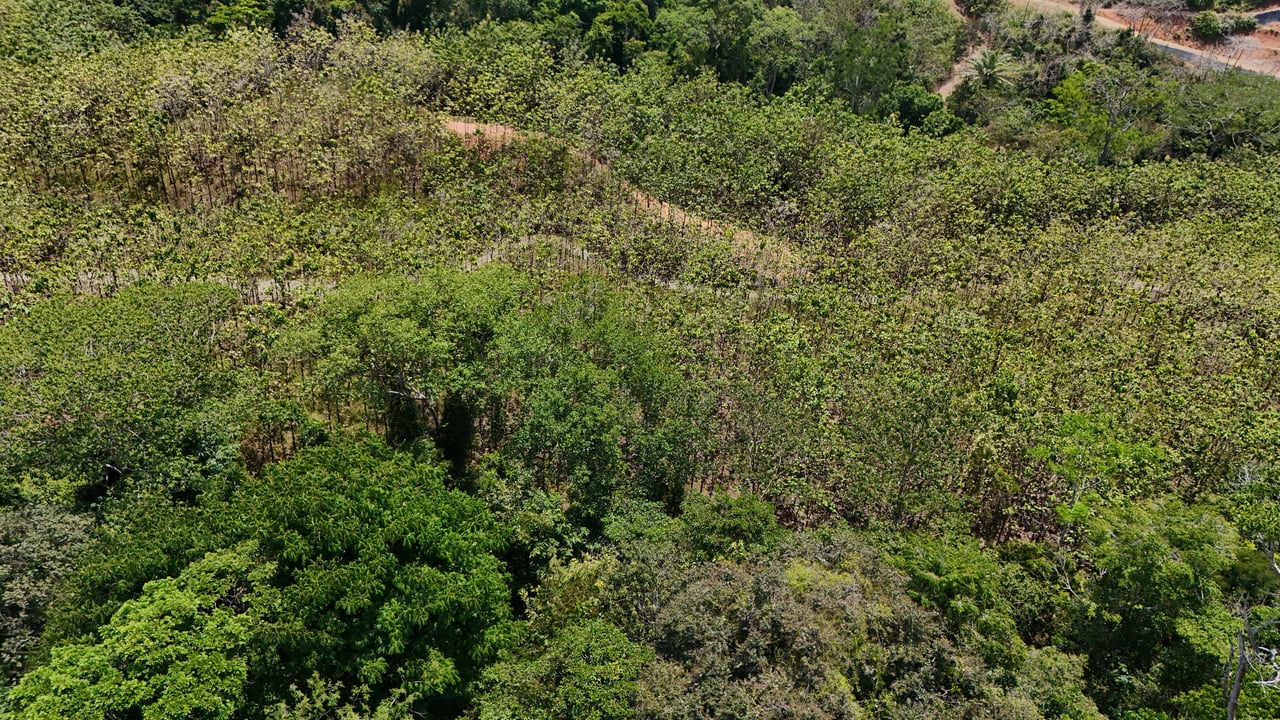 Prime 1.24-Acre Land in Matapalo / San Andrés – Ready to Build
