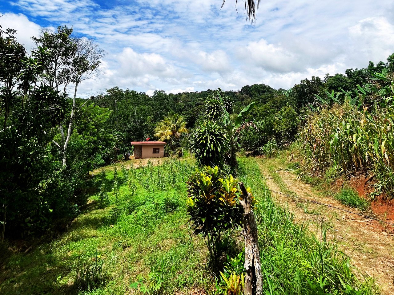 Productive Agricultural Farm with Valley Views in Cristo Rey of Platanares, Pérez Zeledón