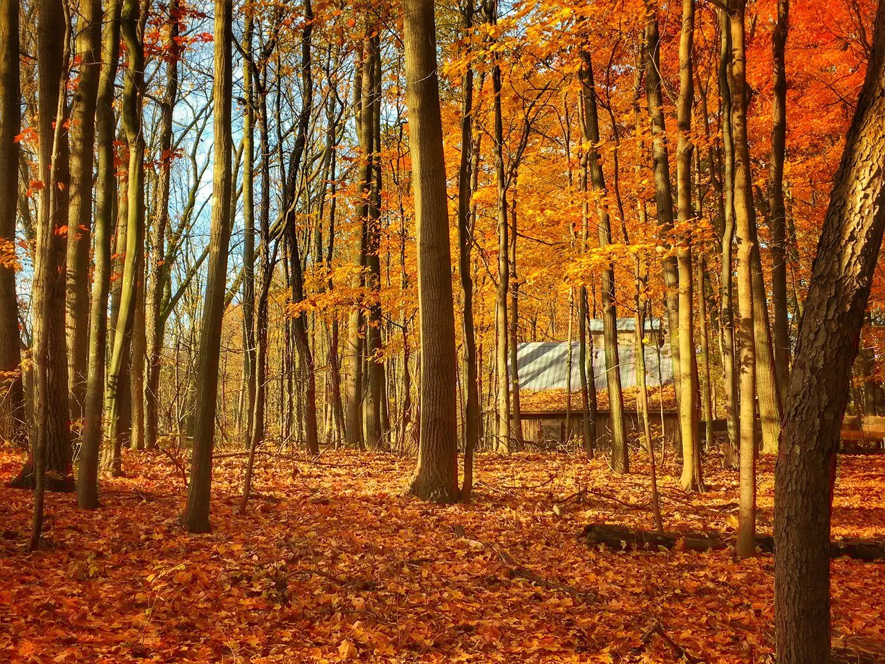 Forest Hills